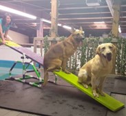 Two dogs sitting on one side of a see-saw with a woman up high on on the other side