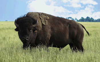 Bison is Big in New Rockford, ND